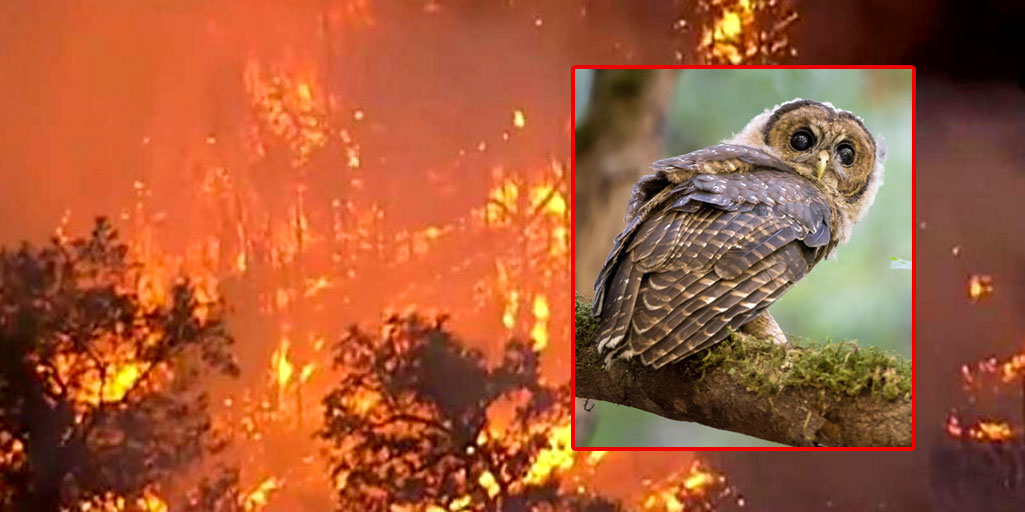 spotted-owl-extinct-wildfires