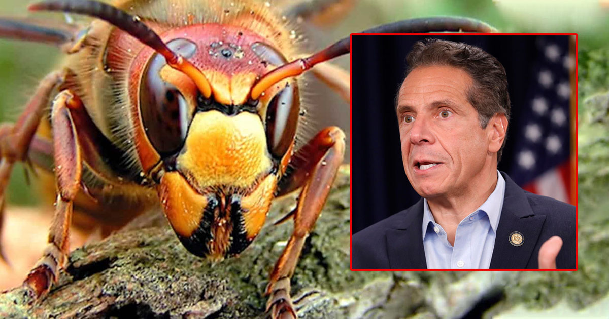 cuomo-murder-hornets