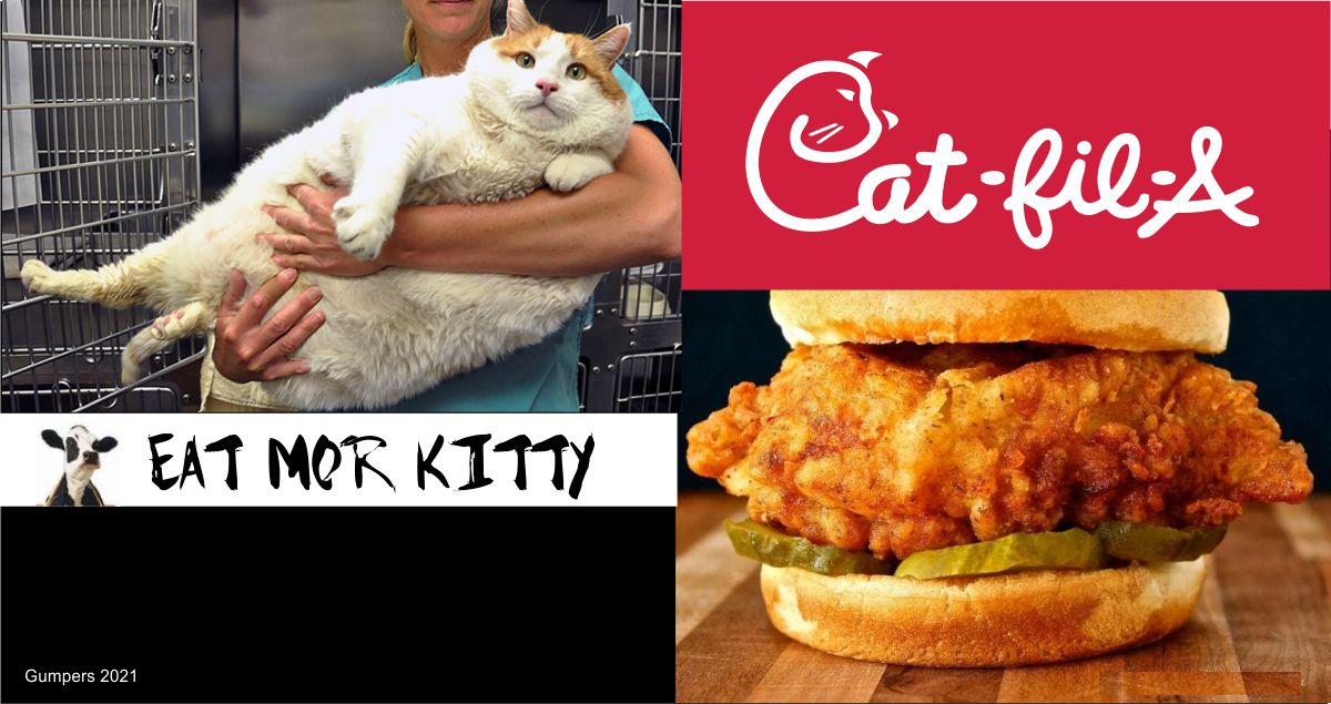 Cat fil A 002