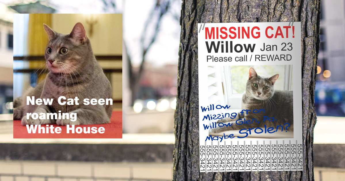 Missing cat Willow