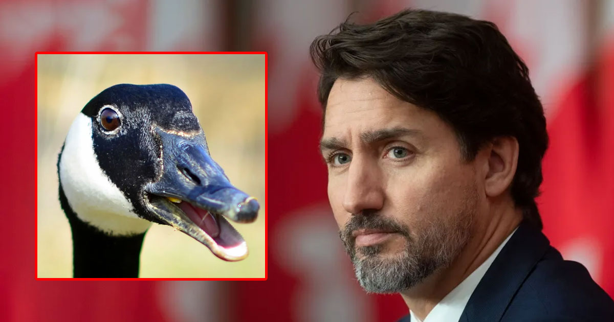 trudeau-bans-geese