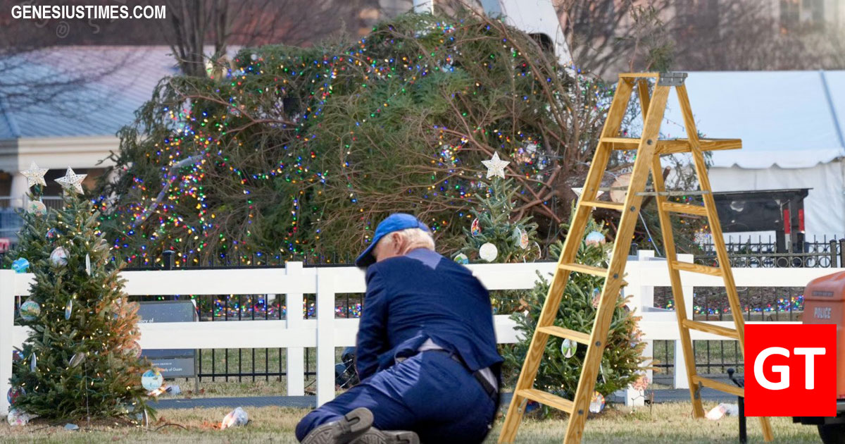 White House Christmas Tree Falls Over 2024 - Cordy Dominga