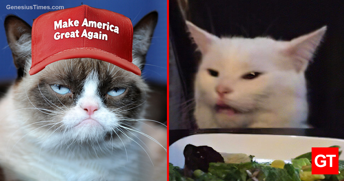 BREAKING: Famous cats launch 'Democats for Trump' following reports of ...