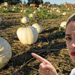 aoc-pumpkins