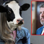 BREAKING: Cow Claims Thomas Massie Offered Her $5k in ‘Cow Money’ to Hide His Popeyes Love