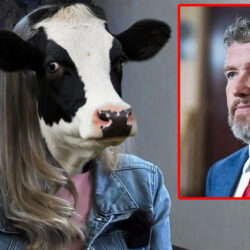 massie-cow
