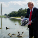 Trump Stocks Reflecting Pool with Man-Eating Piranhas to Deter Purple-Haired Vandals