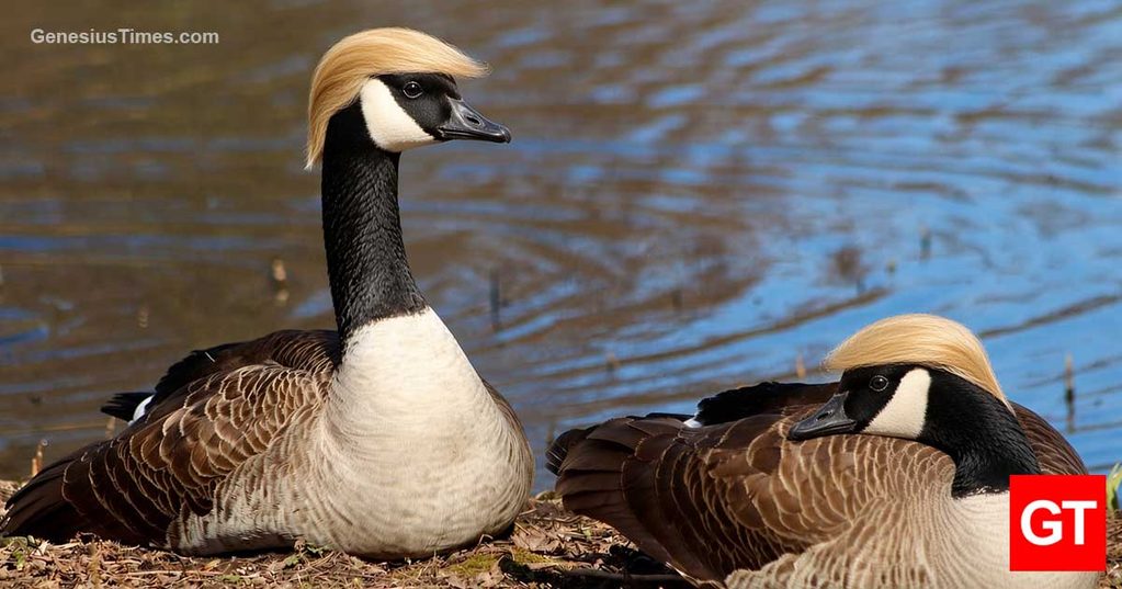 donald-ducks