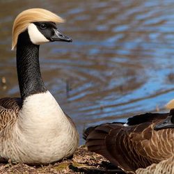 donald-ducks