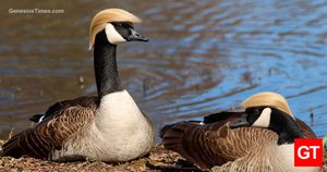 donald-ducks